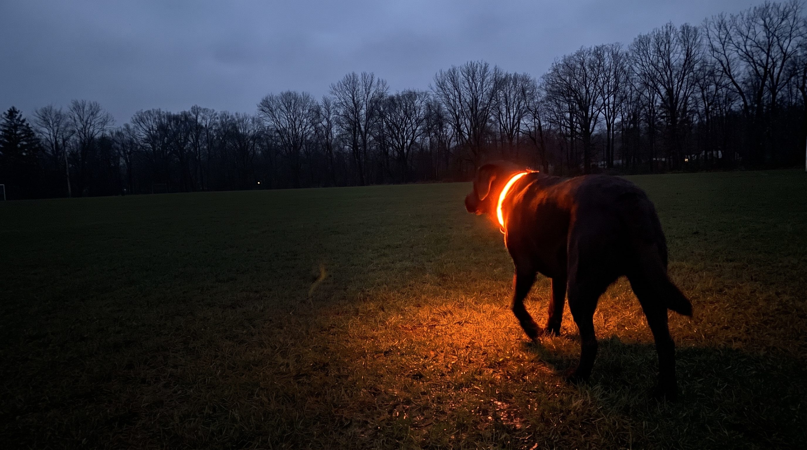 Dog walking away across a dark field, its Obsidia collar lighting the grass