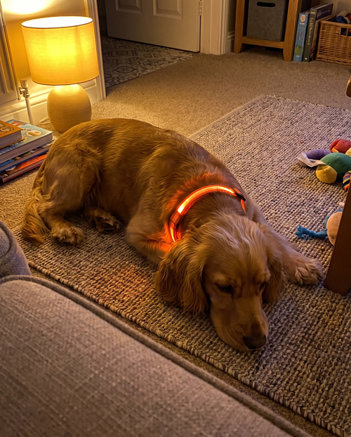 Cocker spaniel asleep on a rug in a lamplit living room wearing an orange Obsidia LED collar